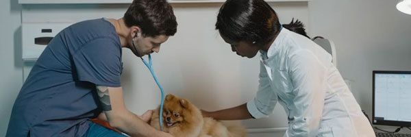 Consulta veterinária no Latidos & Miados
